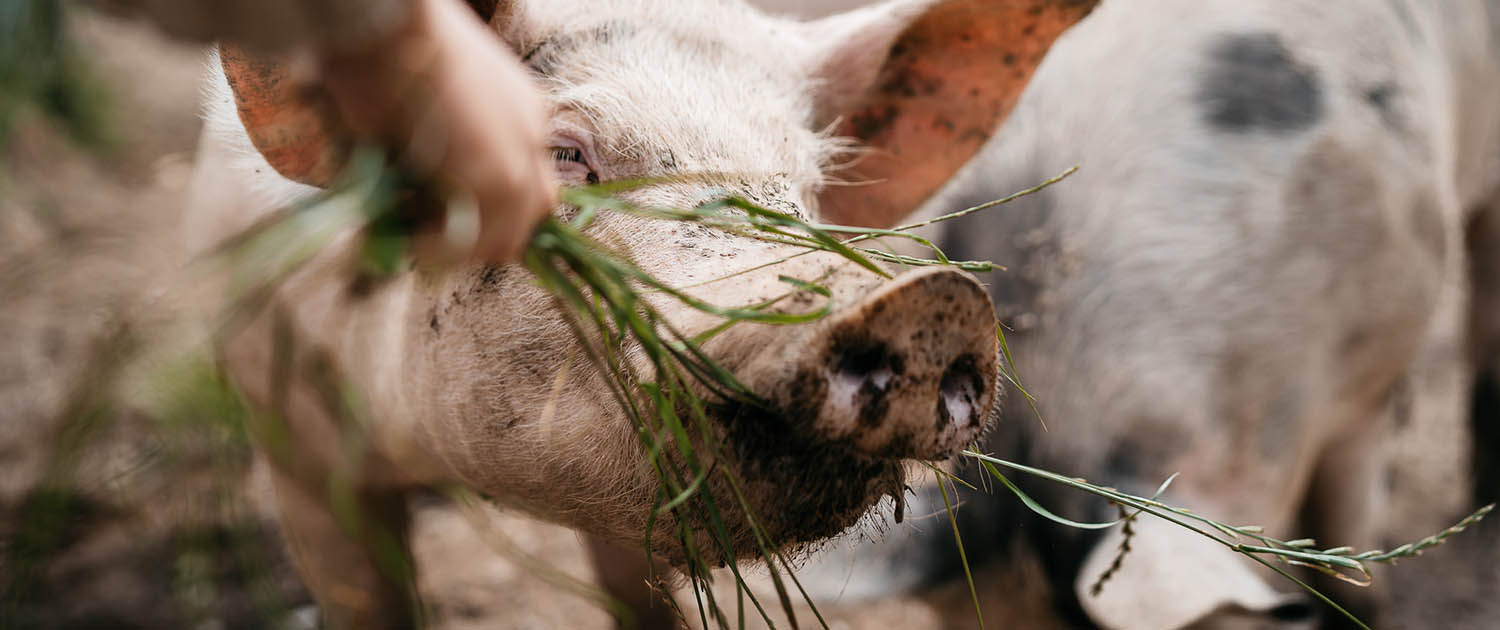 bestes BIO Schweinefleisch aus Weidehaltung in Salzburg