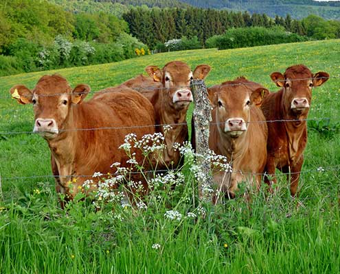 Bio Fleisch Metzgerei München